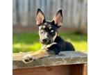 Adopt June a Siberian Husky, Shepherd