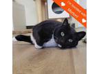 Adopt Cookie a Domestic Short Hair