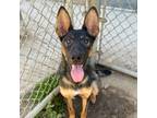 Adopt ALEXIS a German Shepherd Dog, Mixed Breed