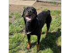 Adopt SHELBY a Rottweiler