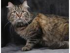 Adopt ANNIE a Domestic Medium Hair, Tabby