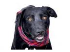 Adopt ELVIRA a Labrador Retriever