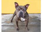 Adopt CORAZON a Pit Bull Terrier