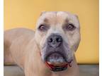 Adopt BRAVE a Pit Bull Terrier