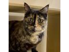 Adopt Cassandra a Domestic Short Hair