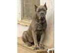 Adopt Mavis a Cane Corso