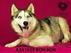 Adopt BON BON a Siberian Husky, Mixed Breed