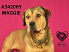 Adopt MAGGIE a Labrador Retriever, Mixed Breed