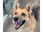 Adopt Dog a German Shepherd Dog, Mixed Breed