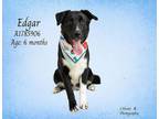 Adopt Dog a Labrador Retriever, Husky