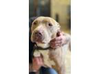 Adopt Grace a Pit Bull Terrier