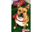 Adopt Trixie a American Staffordshire Terrier