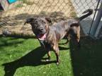 Adopt NIAMH a Pit Bull Terrier