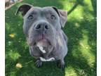 Adopt MCKENNA a Pit Bull Terrier