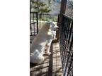 Adopt ANNA a Great Pyrenees