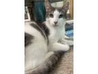 Adopt Lucia a Domestic Short Hair