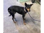 Adopt COCO a Miniature Pinscher