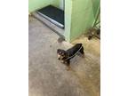 Adopt SANDY a Miniature Pinscher