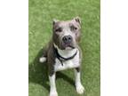 Adopt DOROTHY a American Staffordshire Terrier