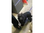 Adopt A685034 a Terrier, Mixed Breed