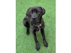 Adopt KATARA a Cane Corso