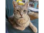 Adopt Sasha a Tabby