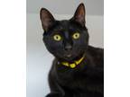 Adopt Sabrina a Domestic Short Hair