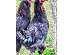 rooster for sale