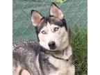 Adopt Sarabi a Husky