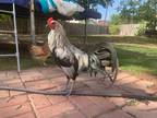 5month old Silver Phoenix rooster!
