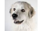 Adopt Sand Dollar a Great Pyrenees