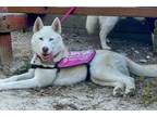 Adopt JENNA* a Siberian Husky