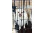 Adopt Poms a Pomeranian