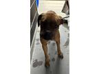 Adopt Salvame a Boxer, Mixed Breed