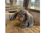 Adopt AUDREY HEPBUN a Mini Lop