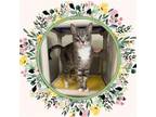 Adopt BAILEY a Domestic Short Hair