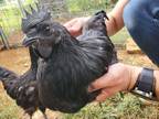 Ayam Cemani Roosters for Sale