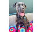 Adopt ATHENA a Cane Corso