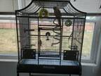 6yr old pineapple cheek conure with cage and accessories.
