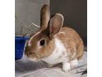 Adopt ARIZONA a Bunny Rabbit