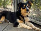 Adopt SASSY a Mixed Breed