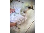 4 Silkie Frizzle 3.00 each