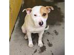 Adopt 402715 a Pit Bull Terrier