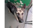 Adopt 402733 a Shepherd