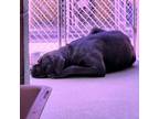 Adopt 402599 a Mastiff