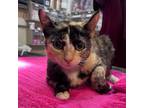 Adopt Juju a Domestic Short Hair