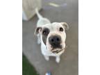 Adopt JESS a Pit Bull Terrier