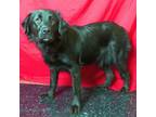 Adopt BIRDIE a Flat-Coated Retriever