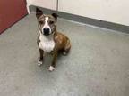 Adopt BRANDY a Pit Bull Terrier, Mixed Breed