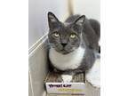 Adopt Danielle a Domestic Short Hair